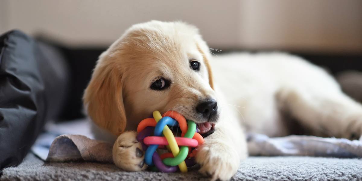 procedure Pebish Skjult Bider din hund hurtigt sit legetøj i stykker?